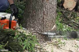 Reliable Harrisburg, OR Tree Services Solutions
