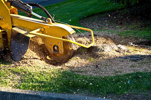  Harrisburg, OR Tree Services Pros